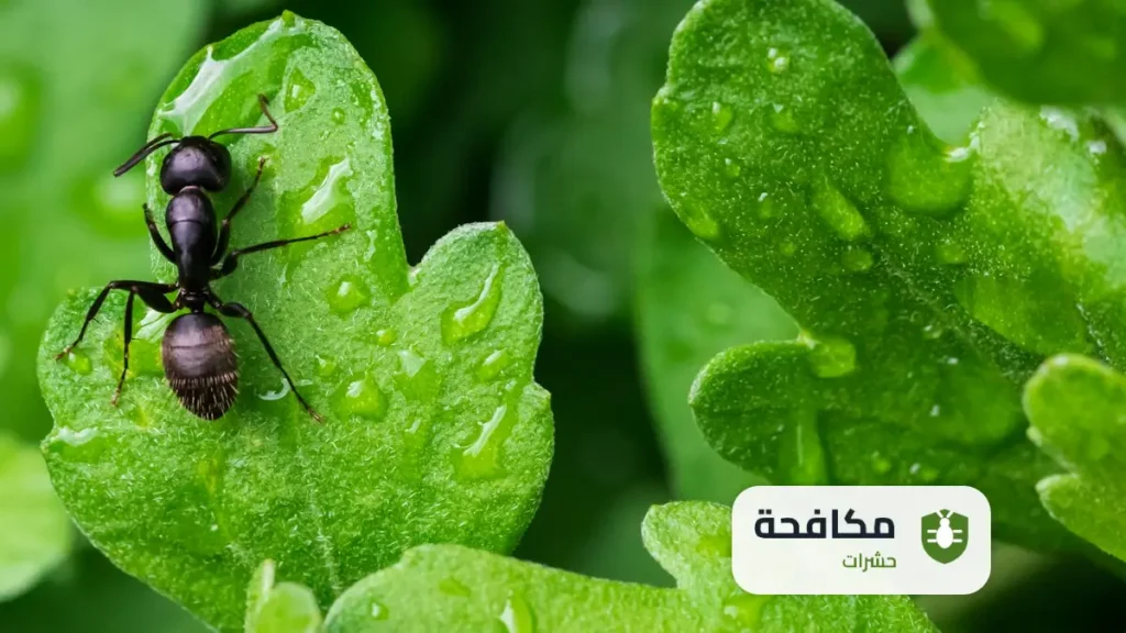 شركة مكافحة الجراد بالرياض