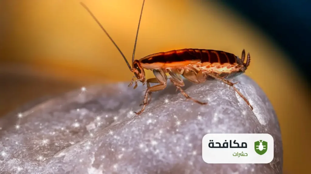 كيفية محاربة الصراصير في المنزل