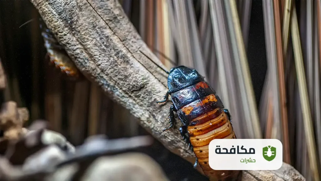 شركة مكافحة البق بالرياض