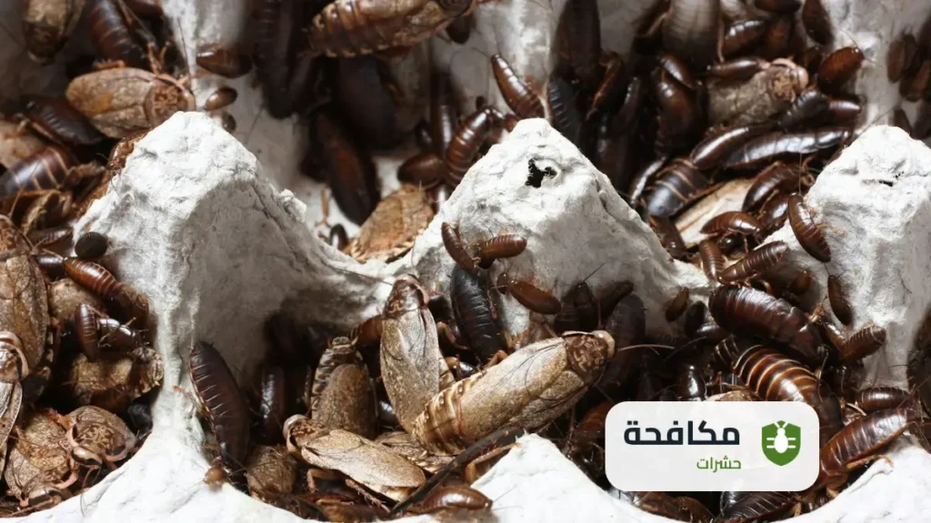 شركة مكافحة الصراصير بالرياض