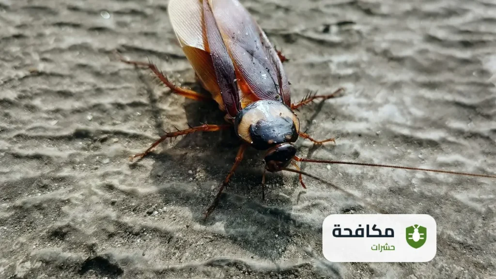 شركة مكافحة الصراصير بالرياض
