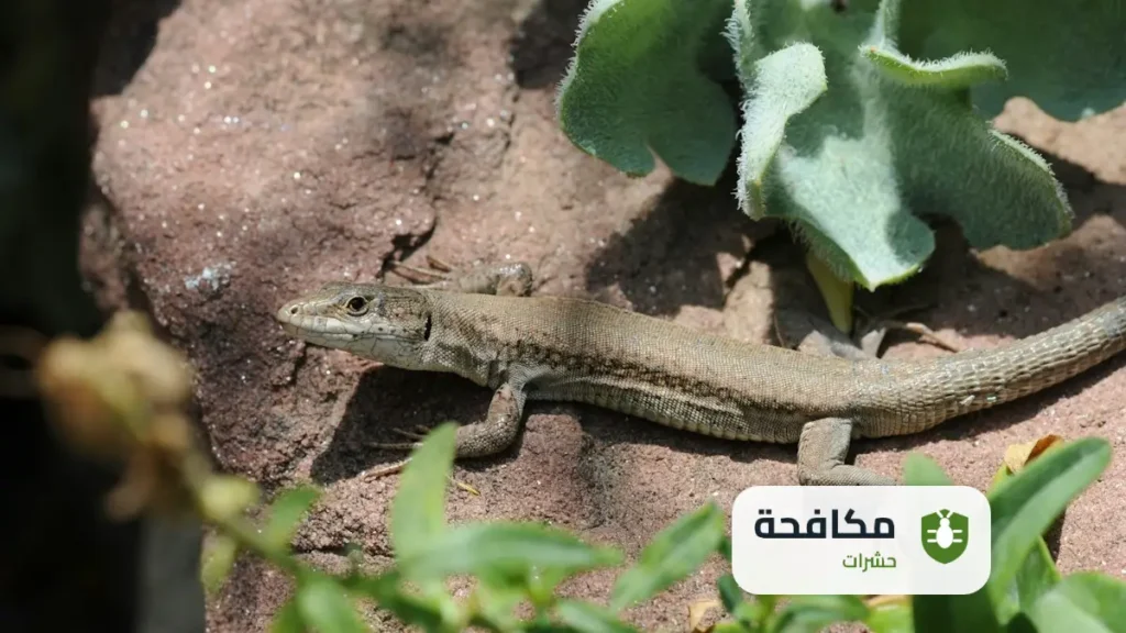 مكافحة الوزغ