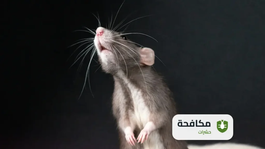 شركة مكافحة الفئران بالرياض