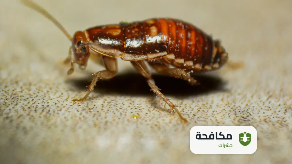 شركة مكافحة حشرات بالرياض
