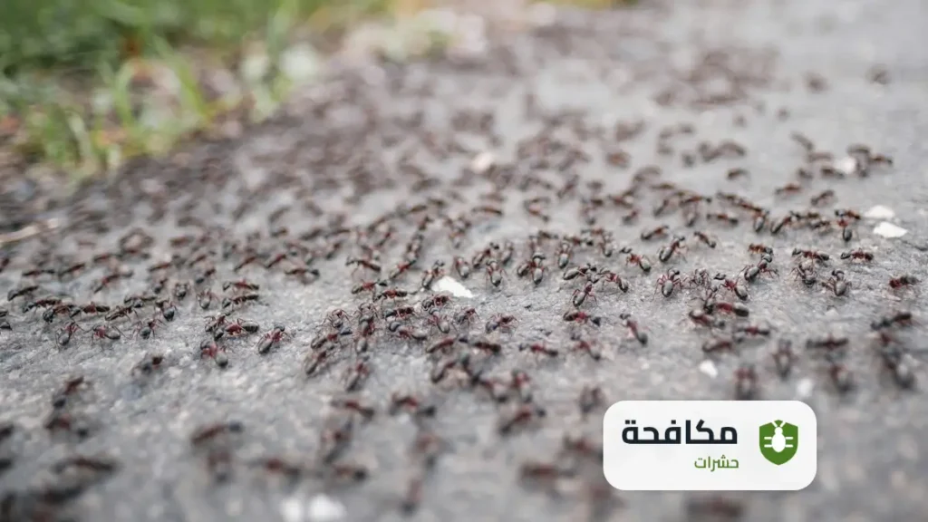 شركة مكافحة حشرات بالرياض