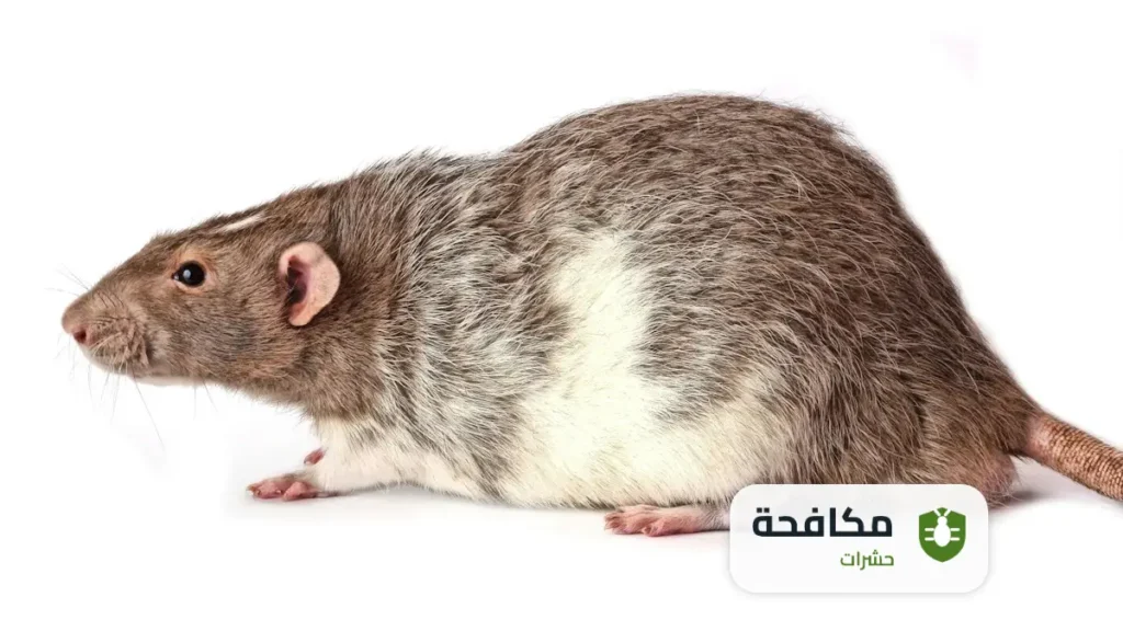 شركة مكافحة الحشرات بالرياض