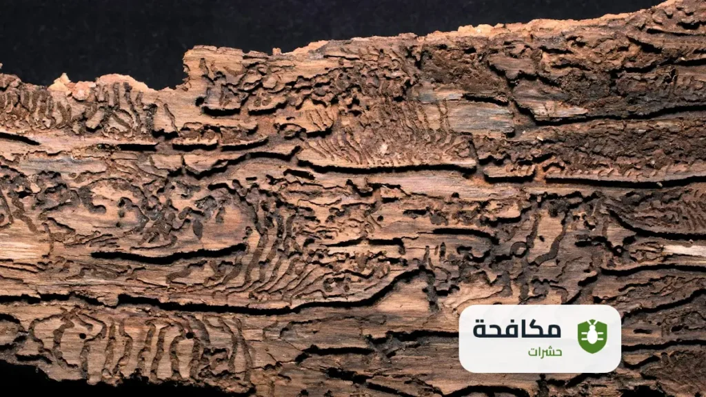 مكافحة الحشرات بالرياض