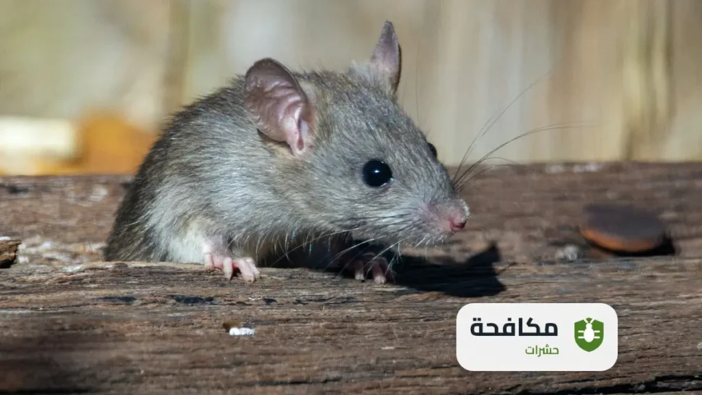 شركة مكافحة الفئران بالرياض