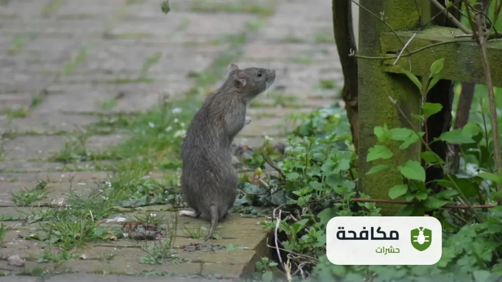 شركة مكافحة الفئران بالرياض