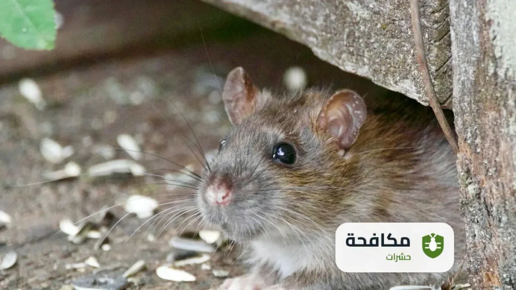 شركة مكافحة الفئران بالرياض
