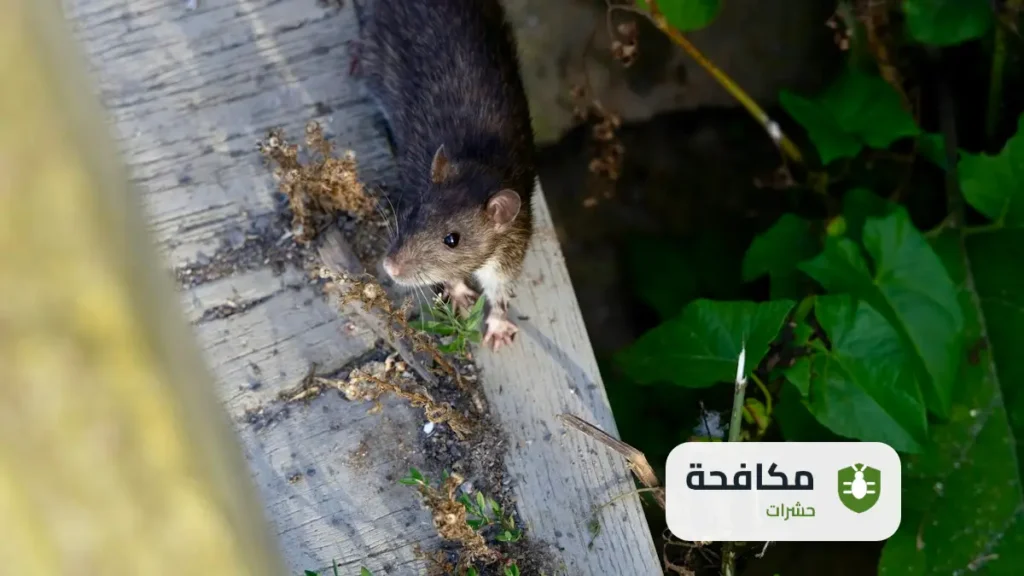 شركة مكافحة الفئران بالرياض
