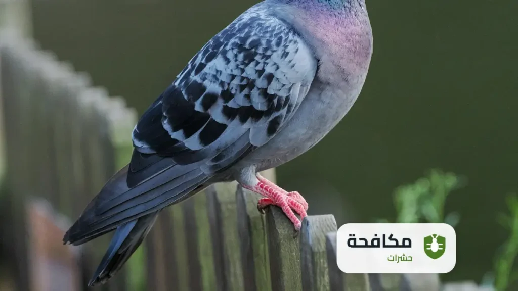 شركة مكافحة الحمام بالرياض
