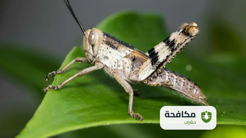 شركة مكافحة الجراد بالرياض