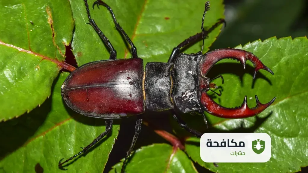 شركة مكافحة الخنافس بالرياض