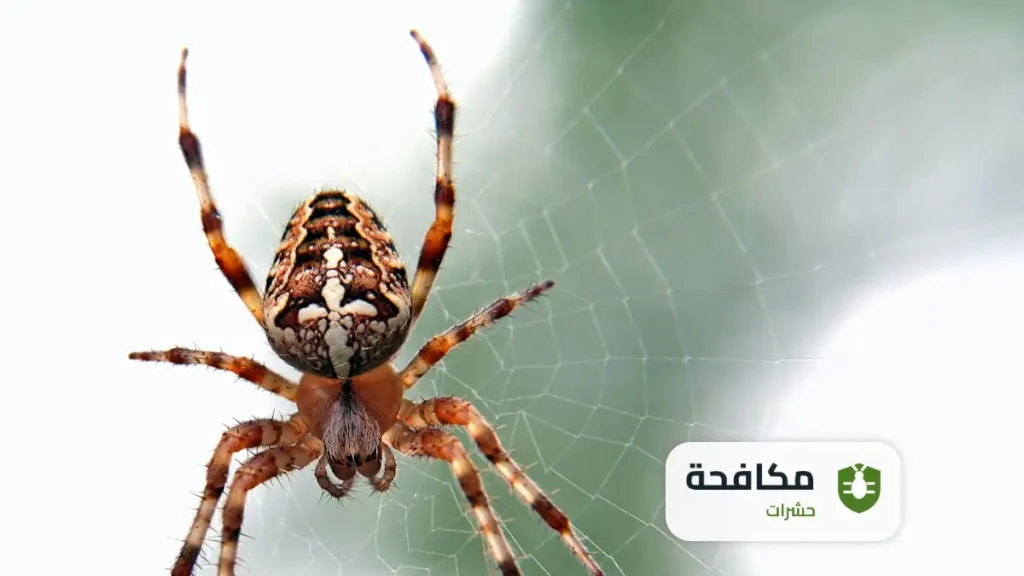 شركة مكافحة العناكب بالرياض