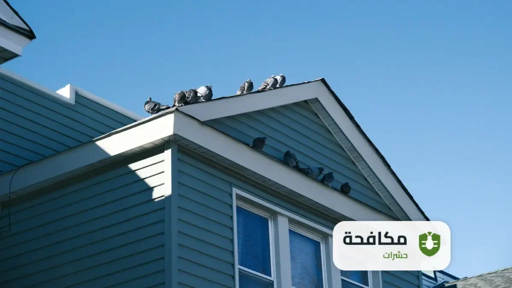 شركة مكافحة الحمام بالرياض