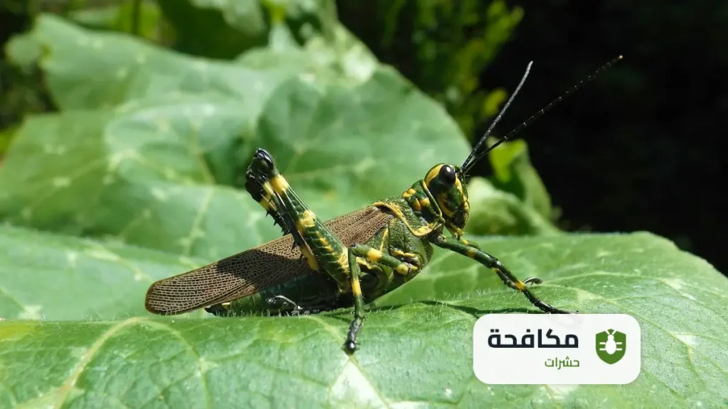 شركة مكافحة الجراد بالرياض