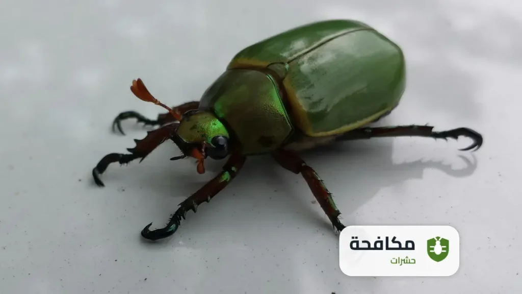 شركة مكافحة الخنافس بالرياض