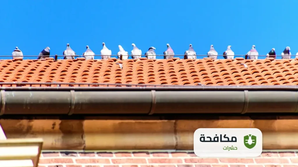 شركة مكافحة الحمام بالرياض