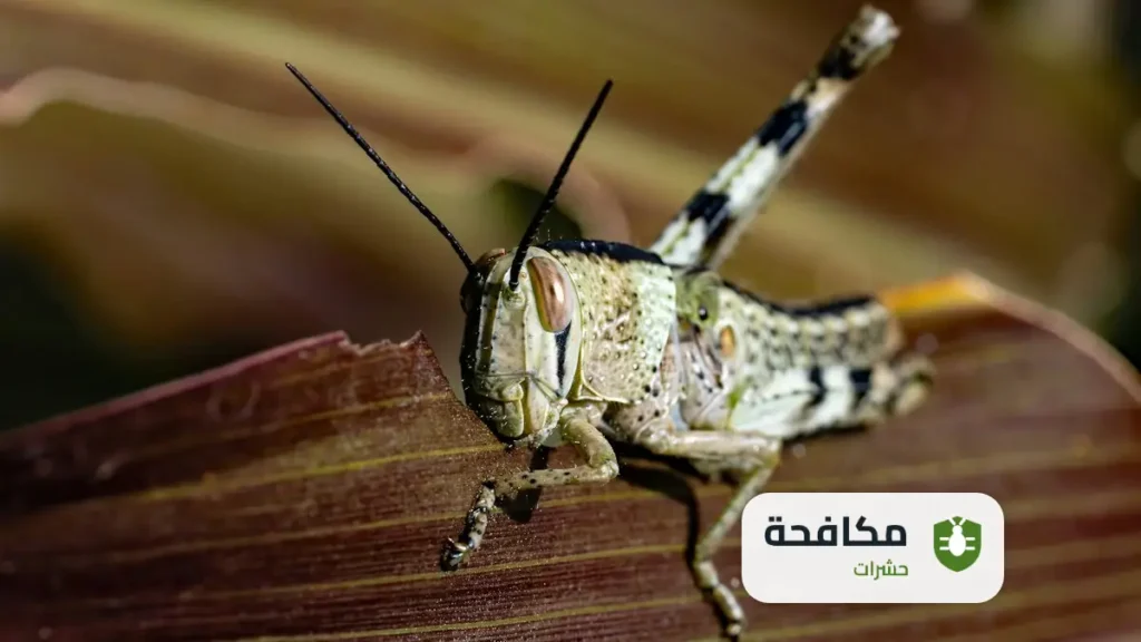 شركة مكافحة الجراد بالرياض