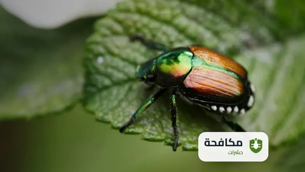 شركة مكافحة الخنافس بالرياض