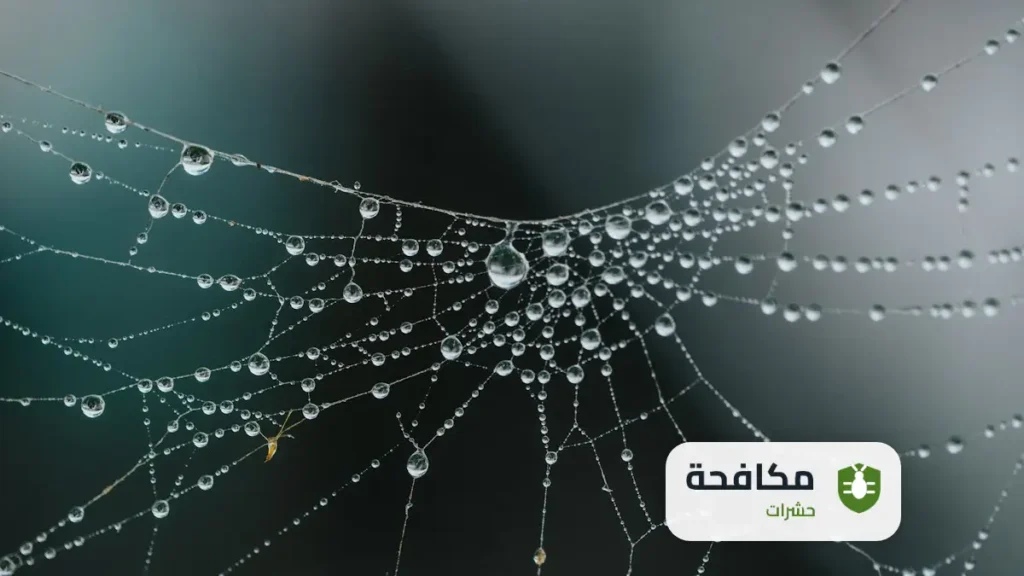 شركة مكافحة العناكب بالرياض