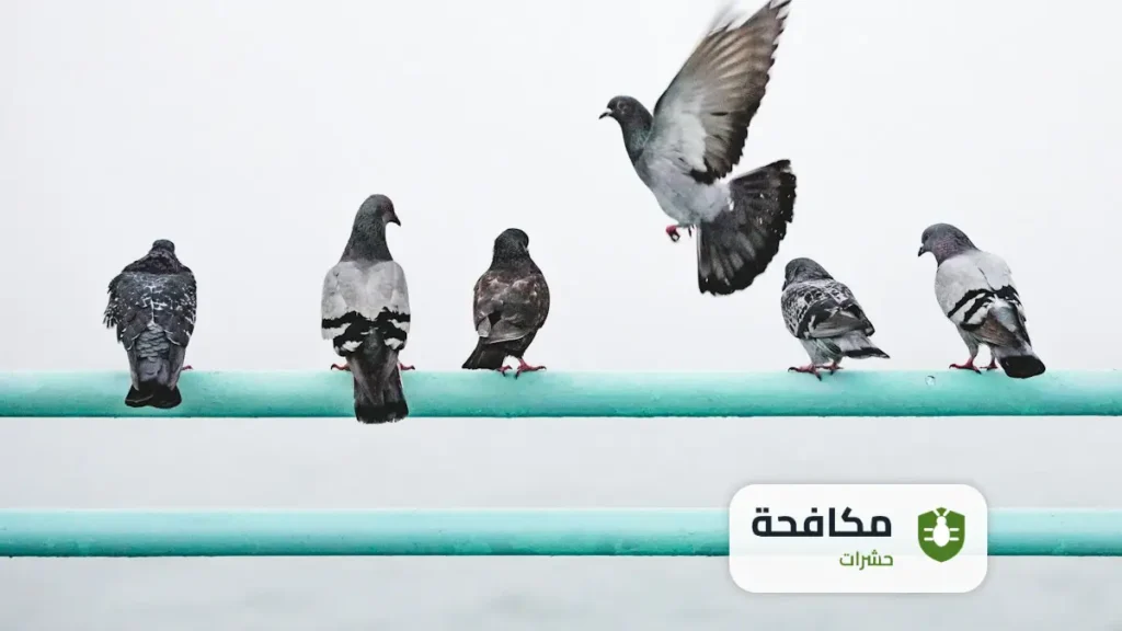شركة مكافحة الحمام بالرياض