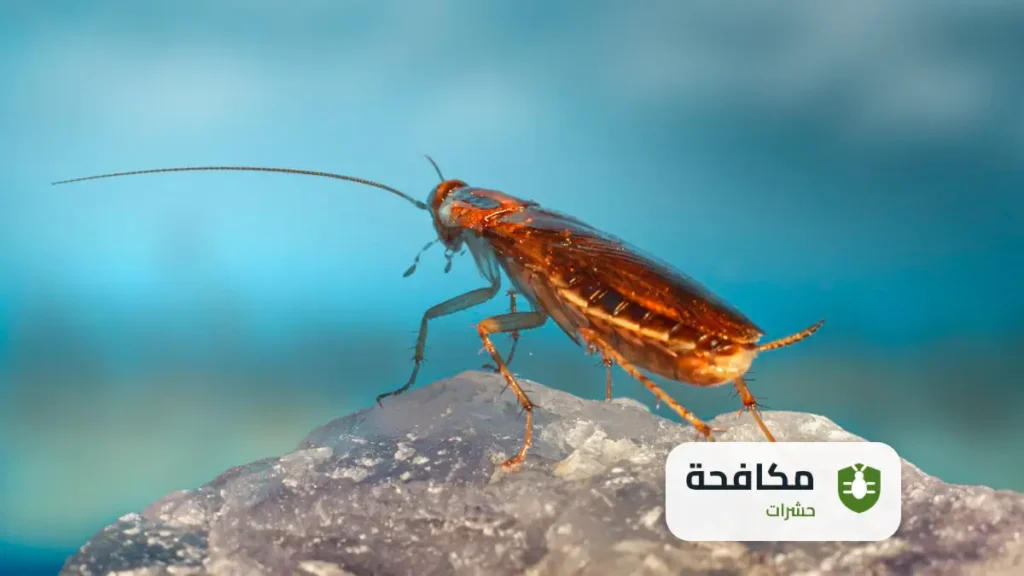 مكافحة الصراصير