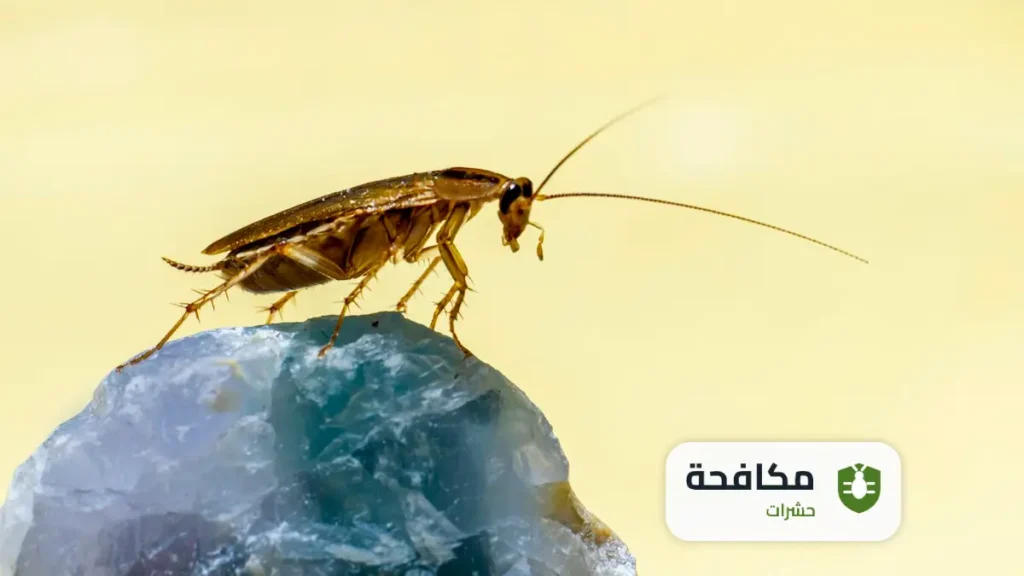كيفية محاربة الصراصير في المنزل