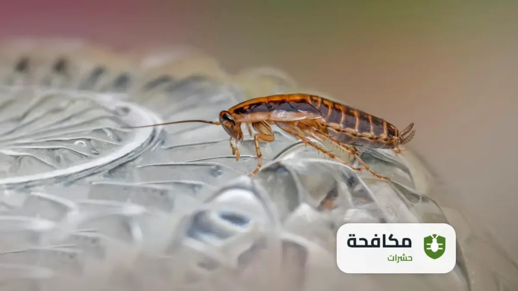 مكافحة الصراصير