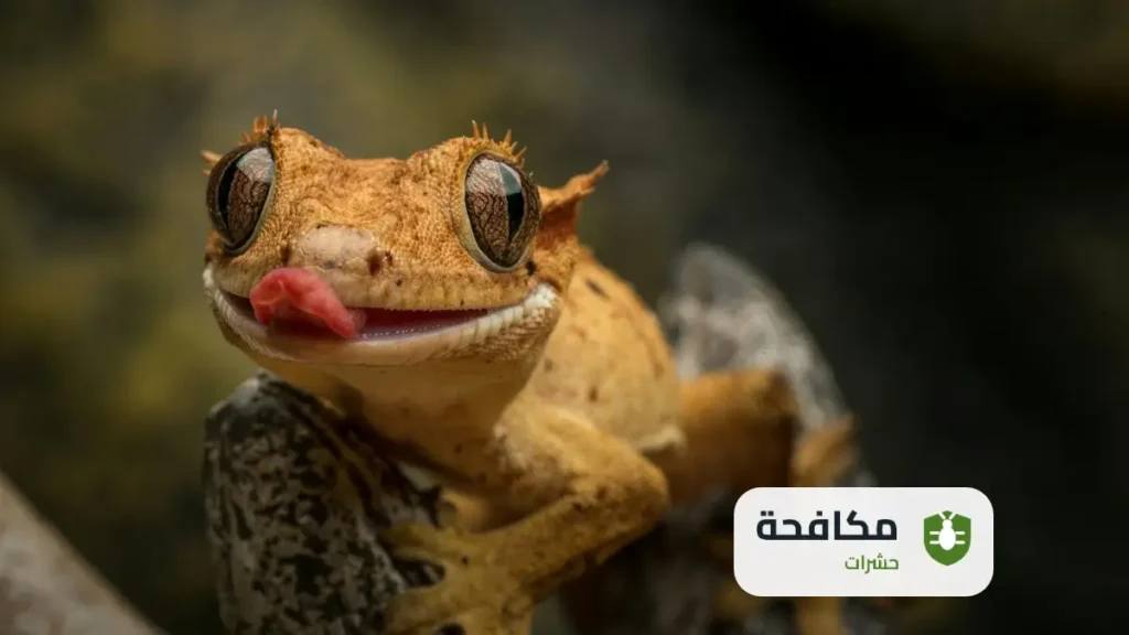 مكافحة الوزغ