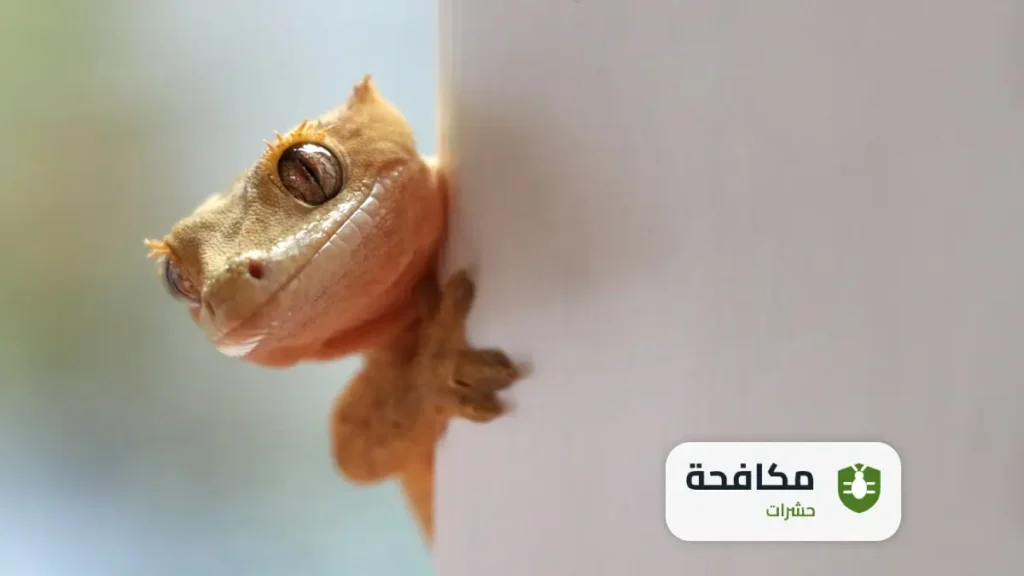 مكافحة الوزغ