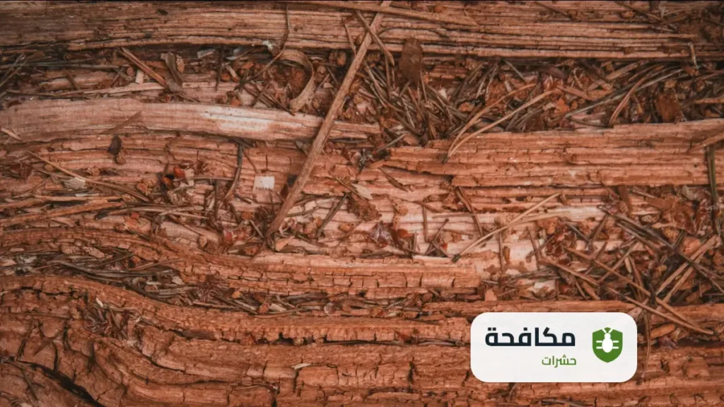 مكافحة النمل الابيض في الأشجار