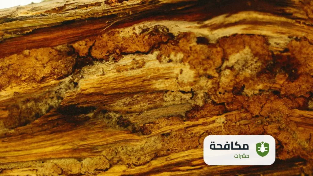 مكافحة النمل الابيض في الأشجار