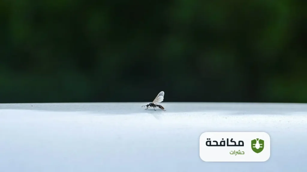مكافحة النمل الاسود في المنزل