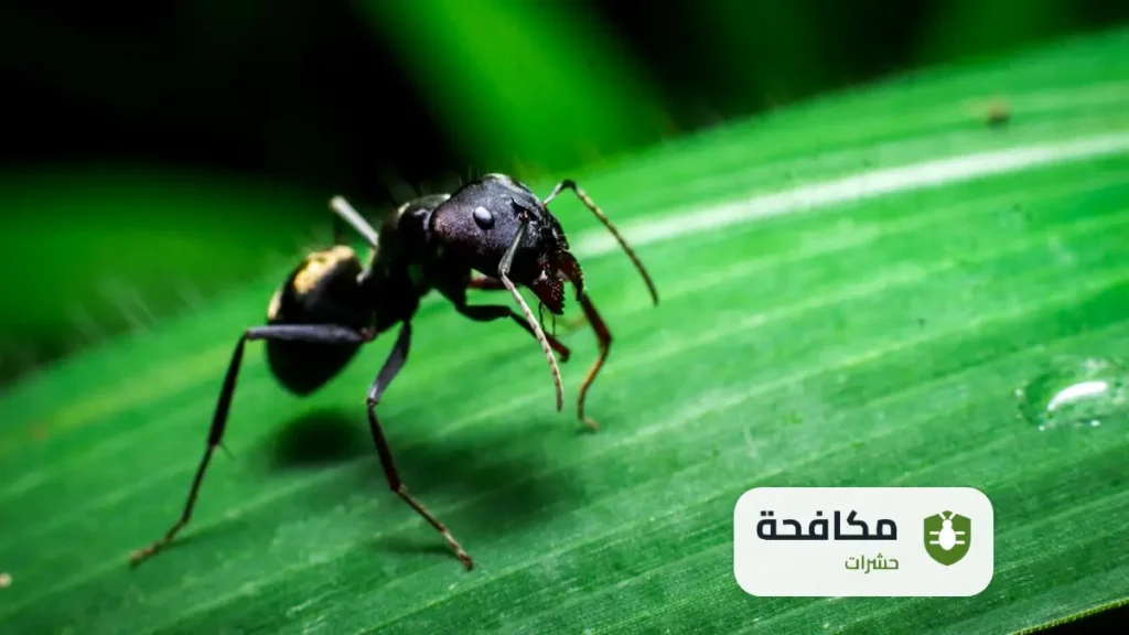 مكافحة النمل الاسود في المنزل