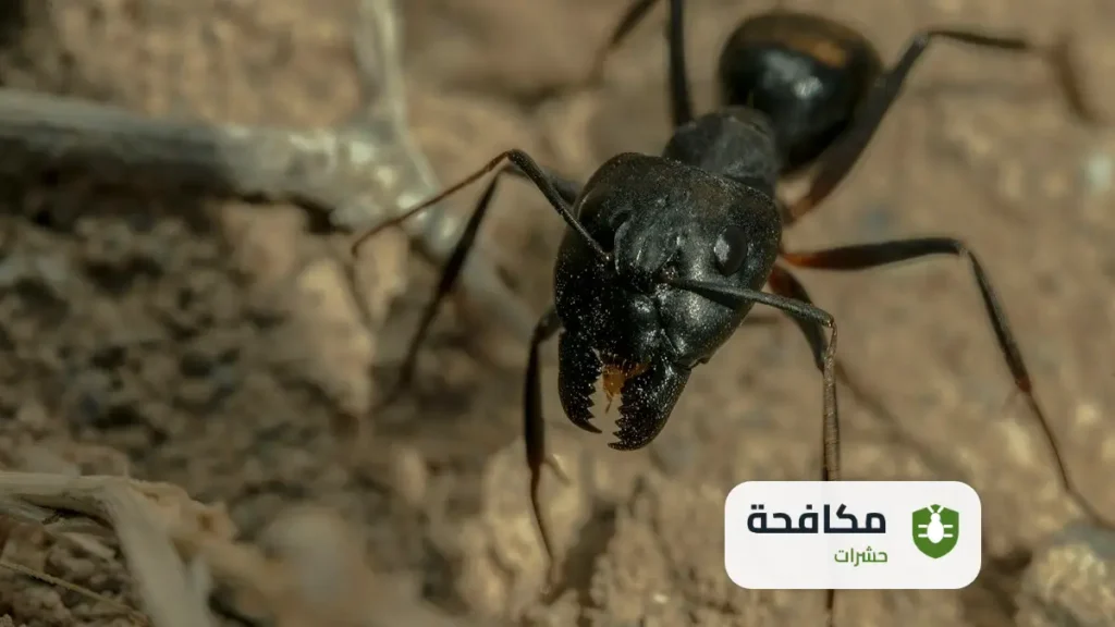 مكافحة النمل الاسود في المنزل