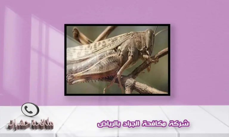 شركة مكافحة الجراد بالرياض
