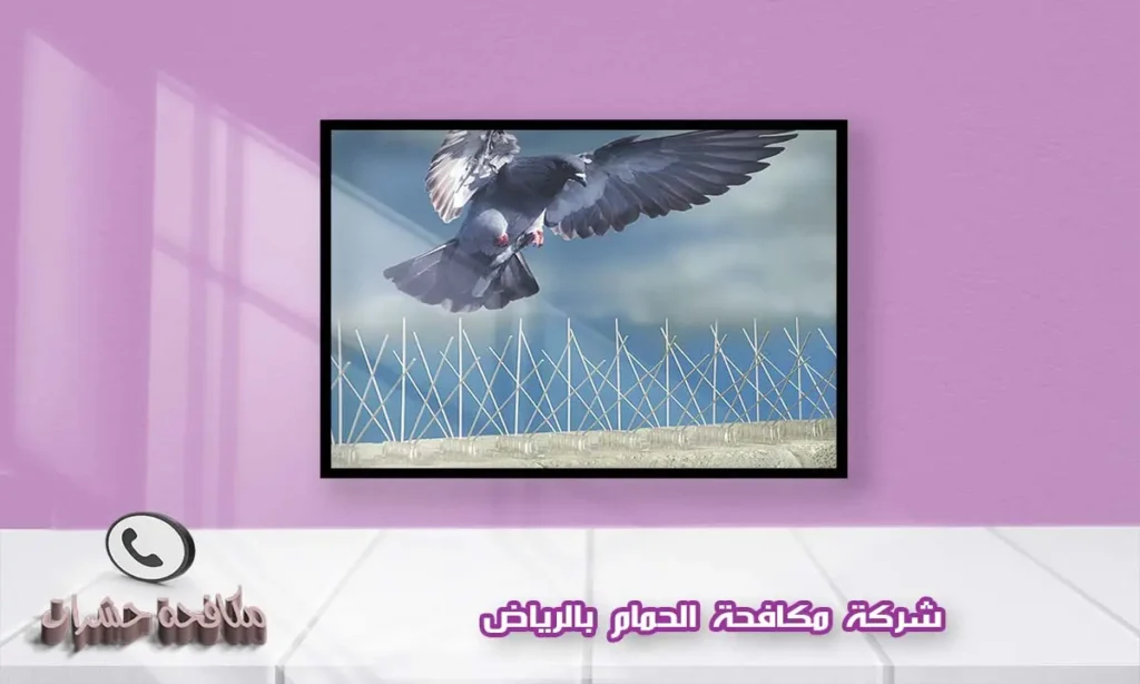 شركة مكافحة الحمام بالرياض