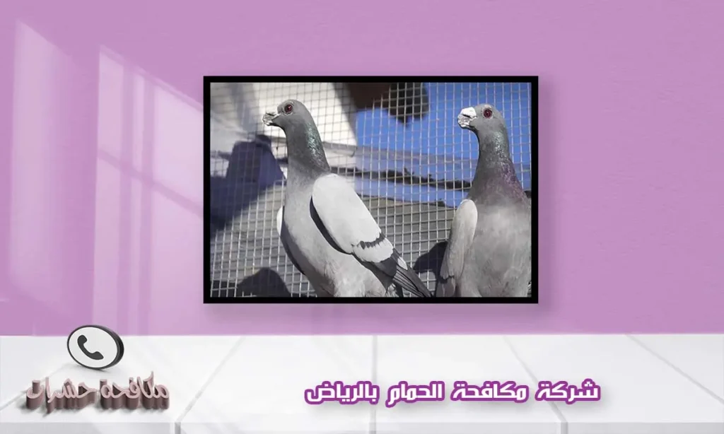 شركة مكافحة الحمام بالرياض