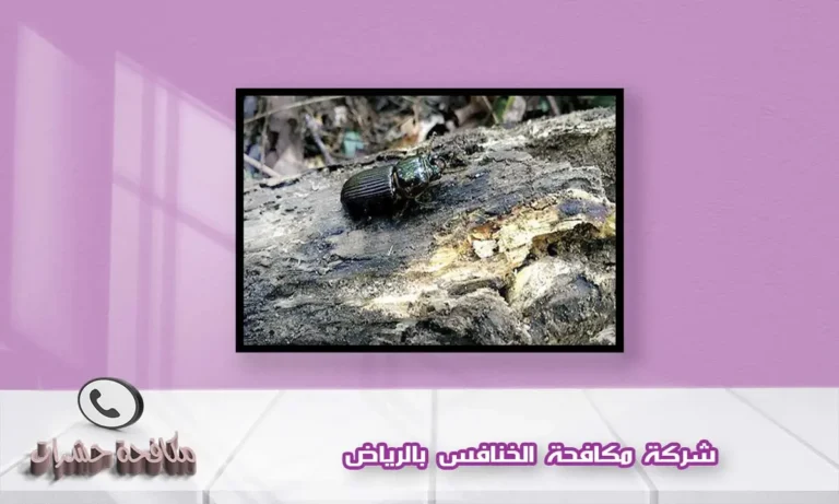 شركة مكافحة الخنافس بالرياض