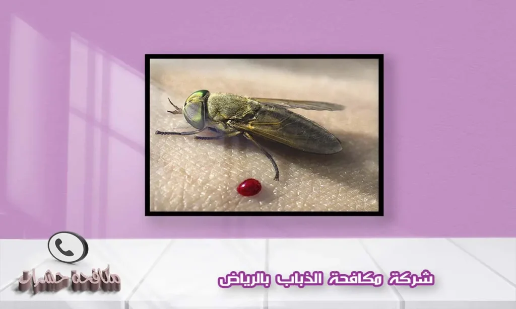 شركة مكافحة الذباب بالرياض