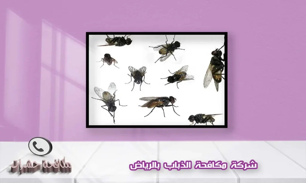 شركة مكافحة الذباب بالرياض