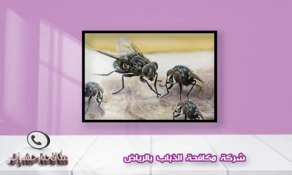 شركة مكافحة الذباب بالرياض