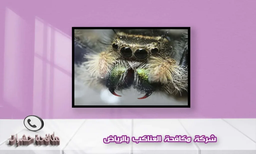 شركة مكافحة العناكب بالرياض