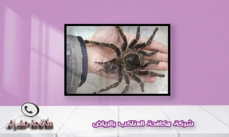 شركة مكافحة العناكب بالرياض
