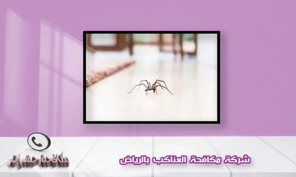 شركة مكافحة العناكب بالرياض