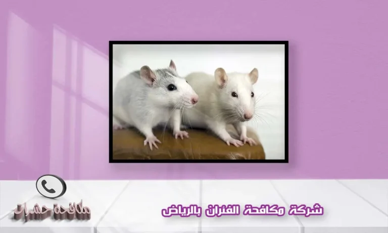 شركة مكافحة الفئران بالرياض