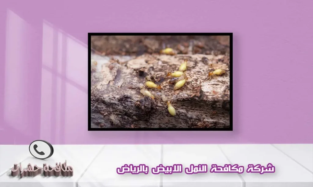 شركة مكافحة النمل الابيض بالرياض