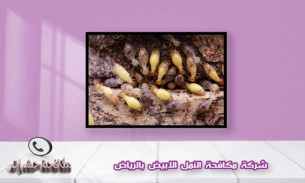 شركة مكافحة النمل الابيض بالرياض